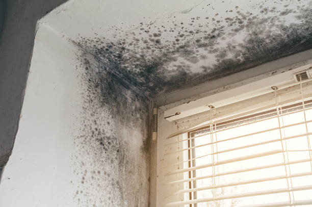 Affordable Mold Inspection And Testing solutions in East Hanover, NJ